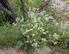 Broadleaved Pepperweed - Photo (c) schizotypalvamp, some rights reserved (CC BY-NC), uploaded by schizotypalvamp