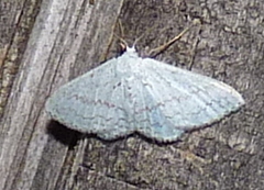 Idaea tacturata