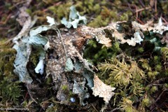Lobaria anomala