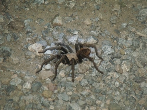 Desert Blonde Tarantula photo 6