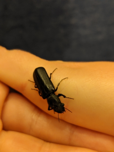 Black Polycaon