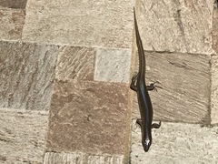 Plestiodon chinensis