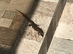 Plestiodon chinensis