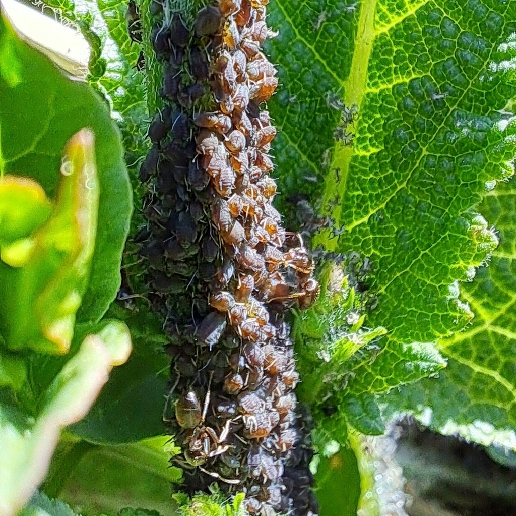 Aphis salviae