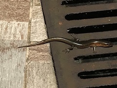 Plestiodon chinensis