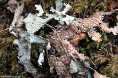Lobaria anomala
