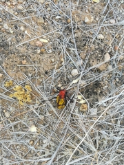 Tegrodera aloga