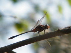 Orthetrum sabina