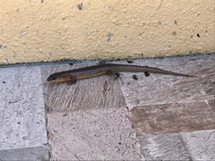 Plestiodon chinensis