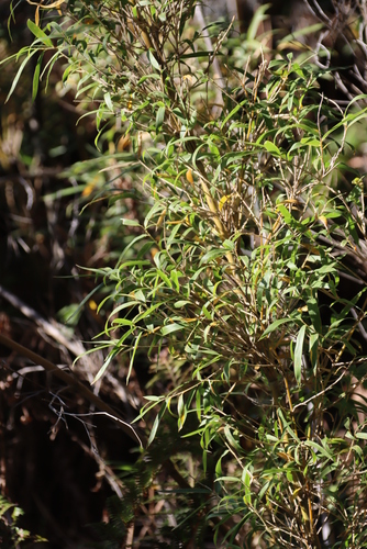 Image of Bergbambos tessellata by (c) Tony Rebelo, some rights reserved (CC BY-SA)