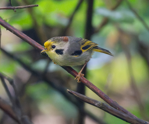Gold-fronted Fulvetta