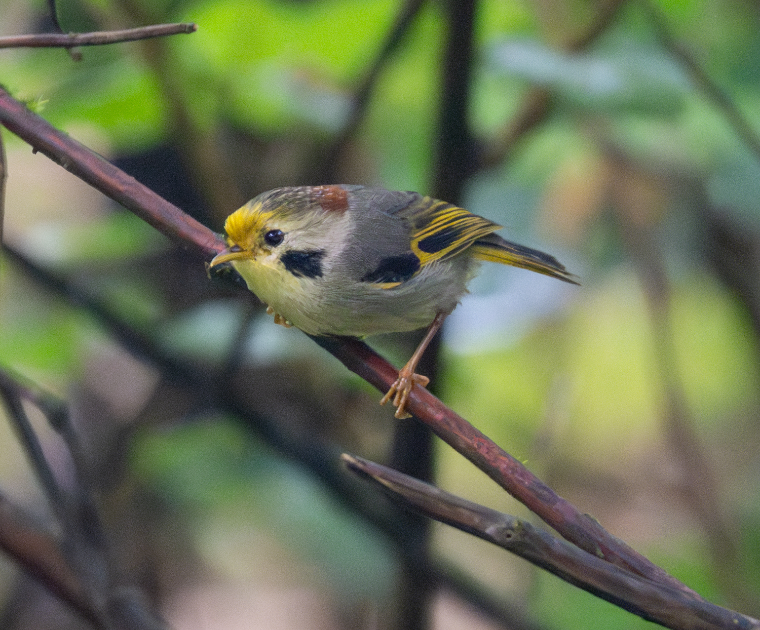 Gold-fronted Fulvetta illustration