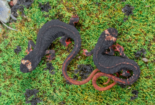 Spectacled salamander, Salamandrina terdigitata