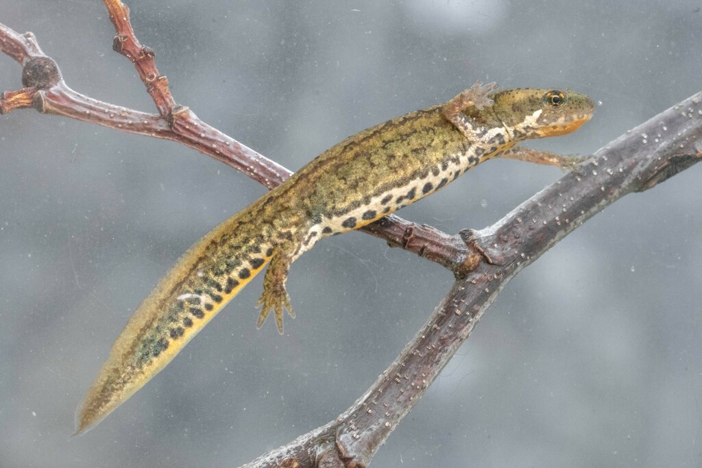 Italian Newt
