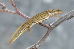 Italian Newt photo 1