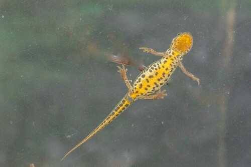 Italian Newt, Lissotriton italicus