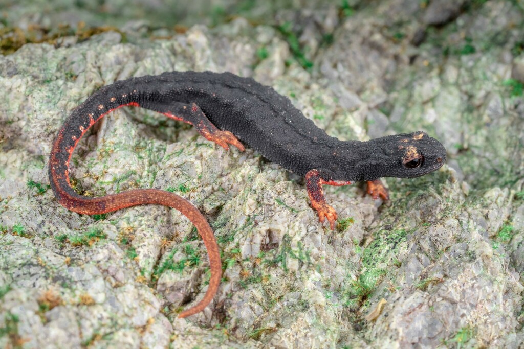 Spectacled Salamander