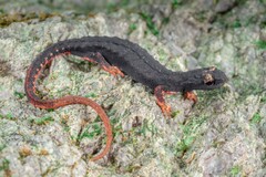 Spectacled Salamander photo 1