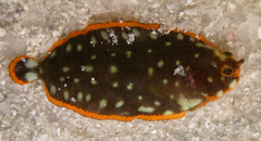 Soleichthys maculosus