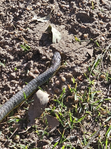 Common Tree Snake sighting