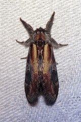 Notodonta scitipennis