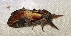 Notodonta scitipennis
