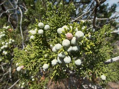 Juniperus arizonica