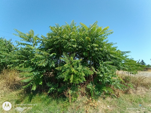 tree-of-heaven