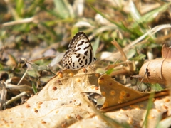 Castalius rosimon