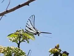 Protographium epidaus tepicus
