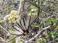 Protographium epidaus tepicus