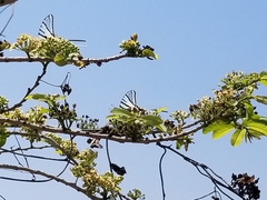 Protographium epidaus tepicus