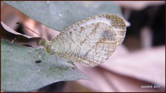 Leptosia nina