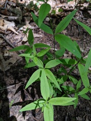 Galium lanceolatum