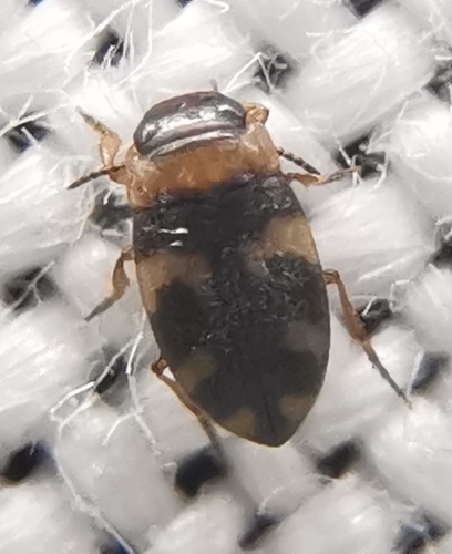 Bidessus