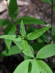 Galium lanceolatum