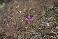 Clarkia xantiana parviflora