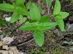 Prunella vulgaris vulgaris