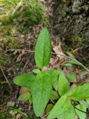 Prunella vulgaris vulgaris
