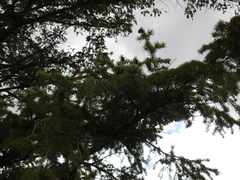 Pseudotsuga