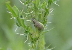 Chlorophanus viridis