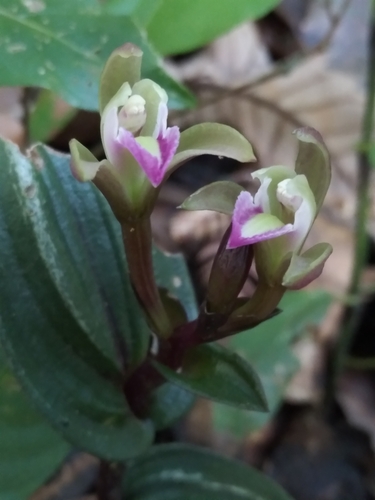 Psilochilus macrophyllus