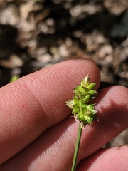 Carex muehlenbergii
