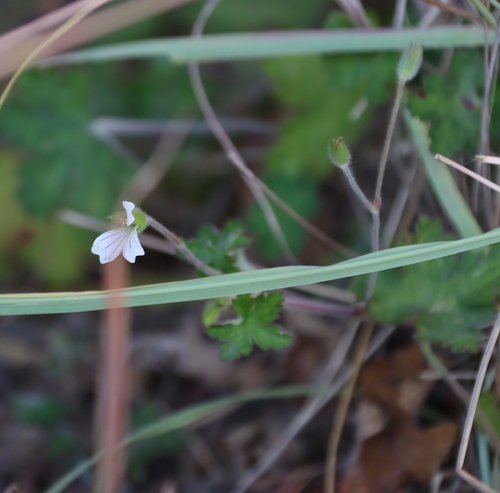 Image of Geranium wakkerstroomianum by (c) Tony Rebelo, some rights reserved (CC BY-SA)