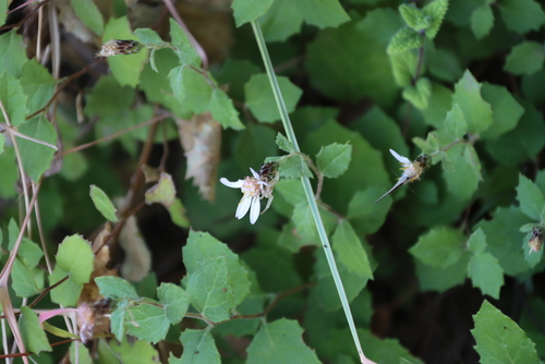 Image of Printzia auriculata by (c) Tony Rebelo, some rights reserved (CC BY-SA)