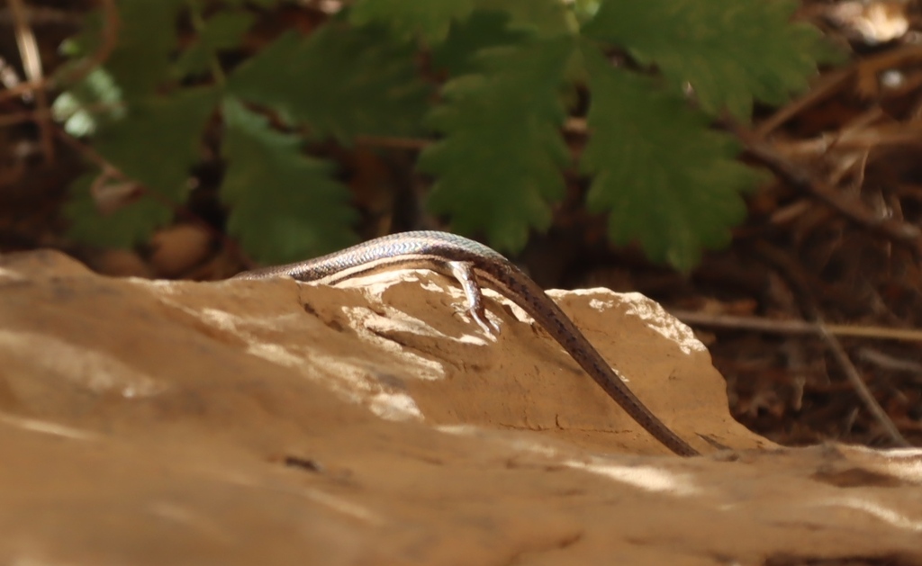 Eastern Variable Skink