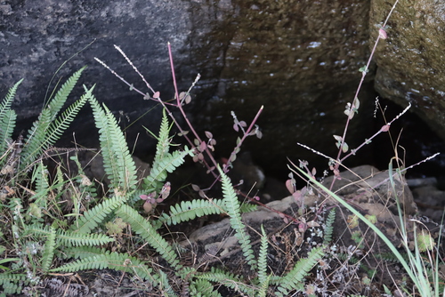 Blechnum australe (Blechnum australe)