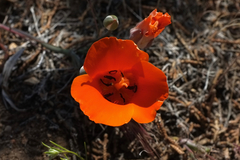 Calochortus kennedyi kennedyi