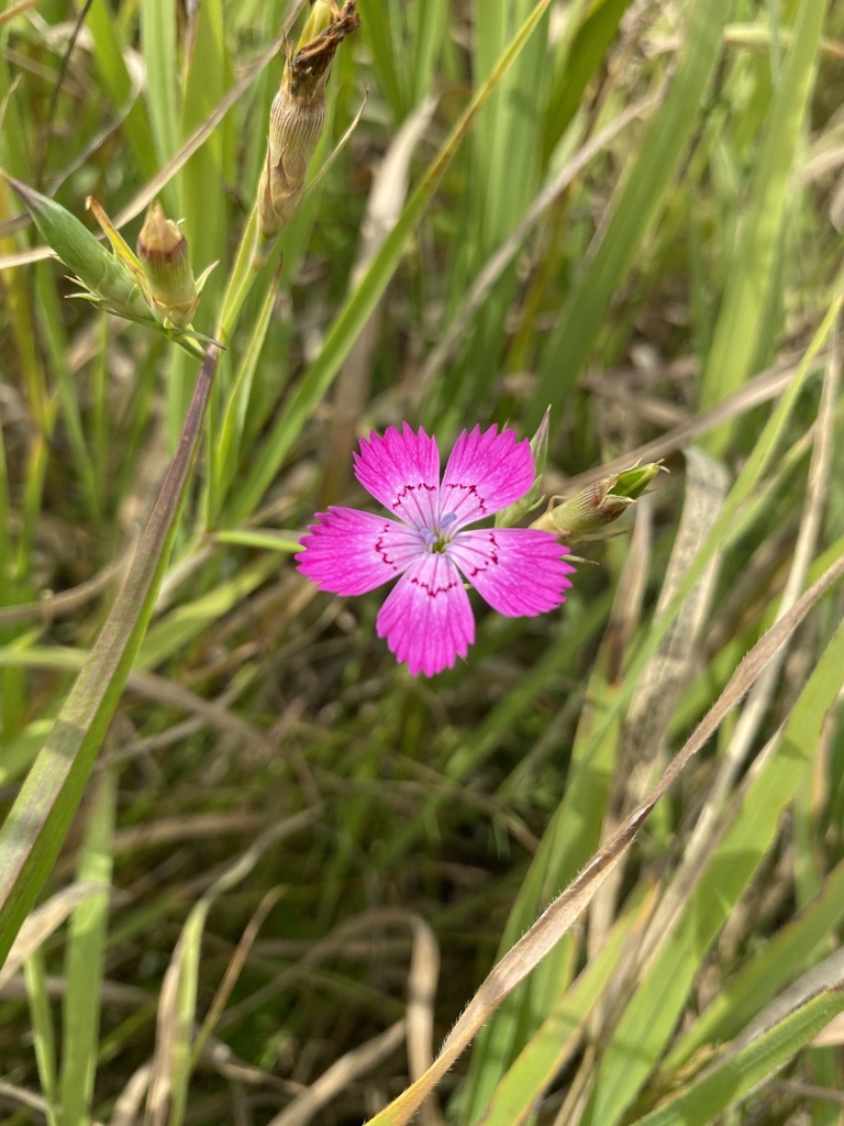 Dianthus caucaseus; photograph Екатерина Кравцова, CC BY, iNaturalist via GBIF
