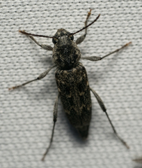 Xylotrechus nauticus